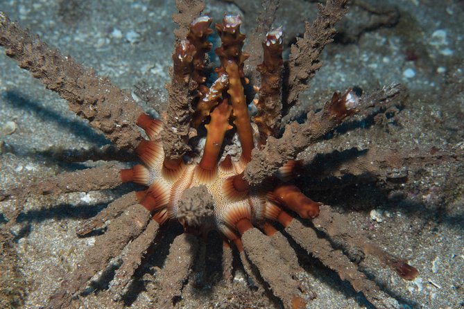Maui Certified Shore Diving From Lahaina - Dive Locations and Conditions