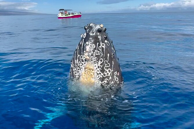 Maui Mid Day Magic Whale Watch - Meeting Point and Transportation Tips