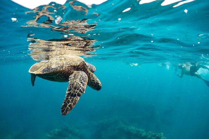 Maui to Lanai Semi-Private Eco Raft Snorkel & Dolphin Tour - Meeting and Safety Information