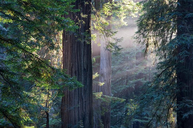 Mix & Save: Muir Woods and Sausalito + Escape From the Rock Cruise - Discover the Charm of Sausalito