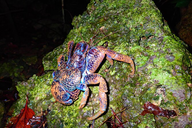 Miyako Island Jungle Night Tour and Starry Sky Viewing - What to Expect