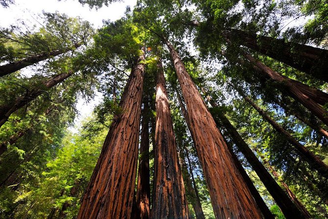 Muir Woods and Sausalito Morning Tour Small-Group Half Day - Pickup Details