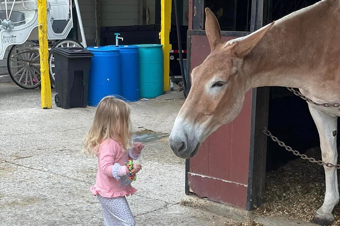Mules in New Orleans Walking Tour - Highlights of the Marigny Neighborhood