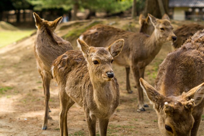 NARA and KYOTO 1 Day Bus Tour - Included Experiences