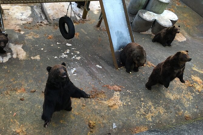 Noboribetsu Bear Park Admission Ticket | Hokkaido - Location and Hours