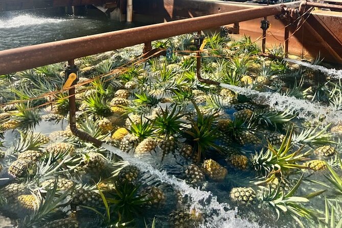 North Shore Dole Pineapple Farm Tour - Pickup Locations and Times
