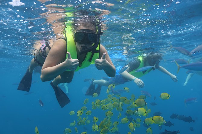 Oahu Dolphin Watch With Turtle Snorkel & Water Slide - Observing Dolphins and Sea Turtles in Their Natural Habitat