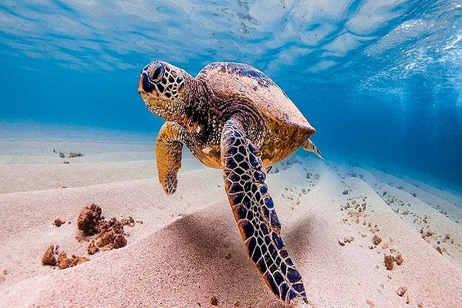 Oahu Grand Circle Island Tour Departing From Waikiki - Snorkeling Experience at Turtle Beach