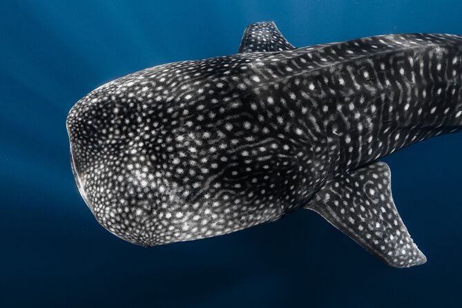 Offshore Safari Adventure in Kona With Underwater Photos - What to Expect on Your Adventure