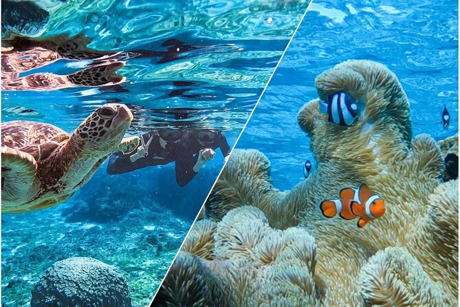 Okinawa Miyako Sea Turtle Snorkeling Free Pick up and Drop off - Transportation Details