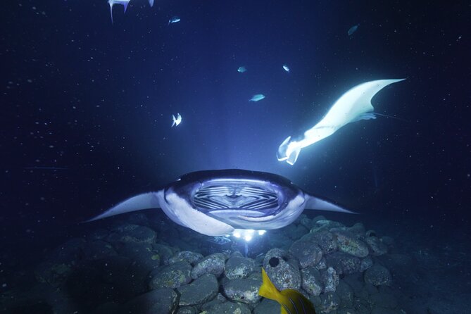 One Tank Manta Night Dive and Snorkel - Meeting and Pickup Details