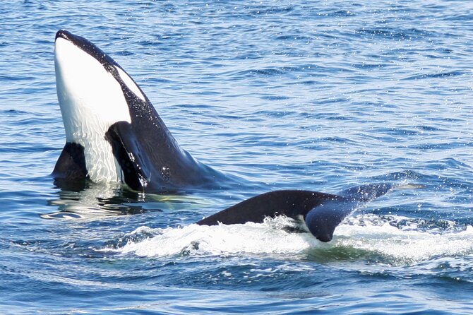 Only Wildlife and Whale Watching Tour Leaving From Seattle - Highlights of the Experience