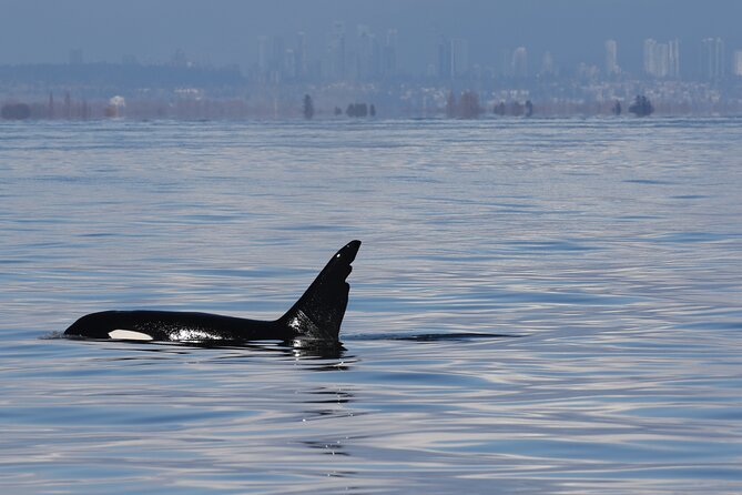 Orca Whale Tour From Orcas Island - Meeting Point and Schedule