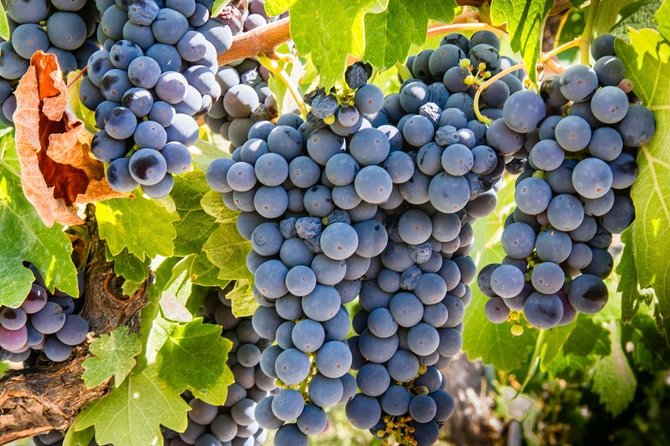Paso Robles Scavenger Hunt Adventure - Route and Exploration
