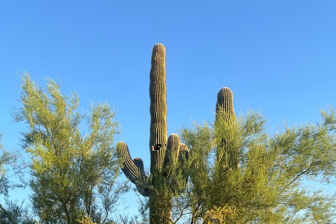 Peaceful Nature Walk. Botanical Tour of the Sonoran Desert. - Tour Highlights and Activities
