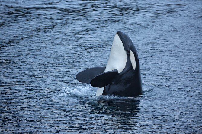 Premier Whale Watching and Wildlife Tour - Inclusions and Logistics
