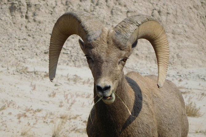 Private 5 Hour Badlands Tour With Local Experts - Expert Local Guides