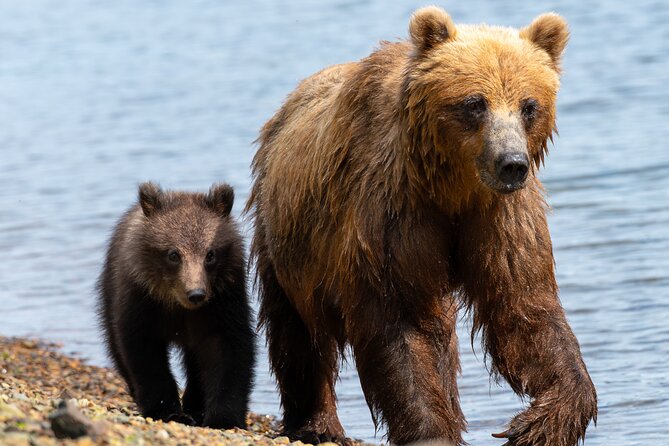 Private Bear Viewing By Seaplane - Whats Included in Your Adventure