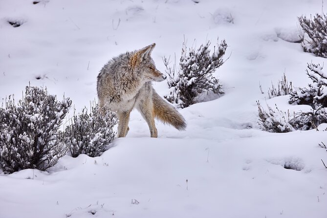 Private, Bespoke, Yellowstone Photography Safari - Half Day - Meeting and Pickup Information