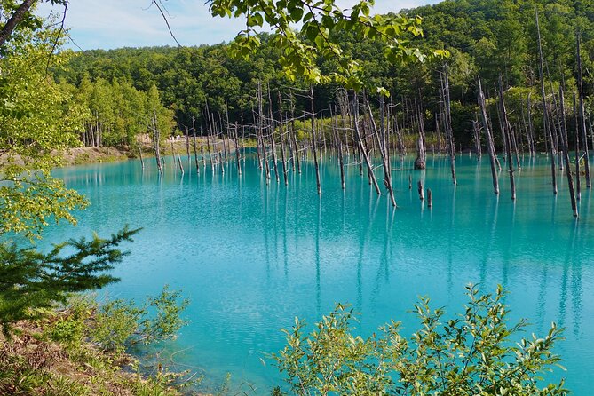 Private Day Trip to Asahiyama Zoo and Biei Blue Pond - Pickup and Meeting Details