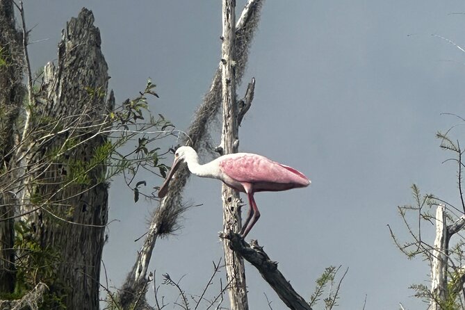Private Everglades Kayak Tour See The Real Everglades With Us - Spotting Native Wildlife
