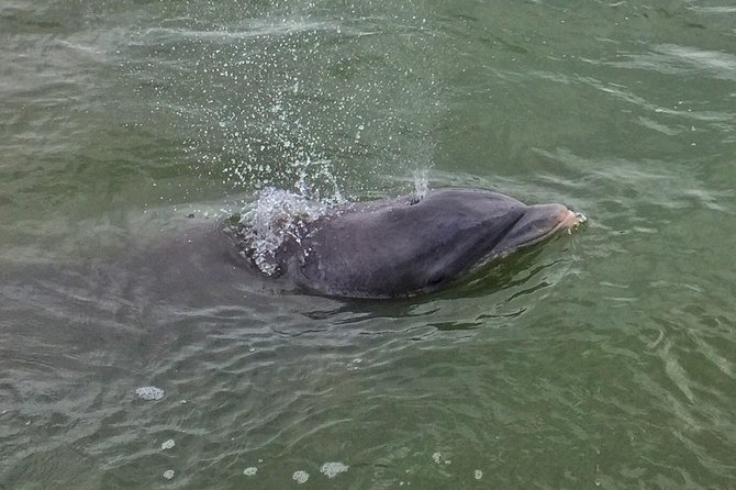 Private Hilton Head Dolphin Tour - Personalized Guiding Experience