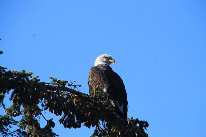 Private Luxury Shore Excursion Skagway, AK to Emerald Lake, Yukon. - Traveler Reviews and Recommendations