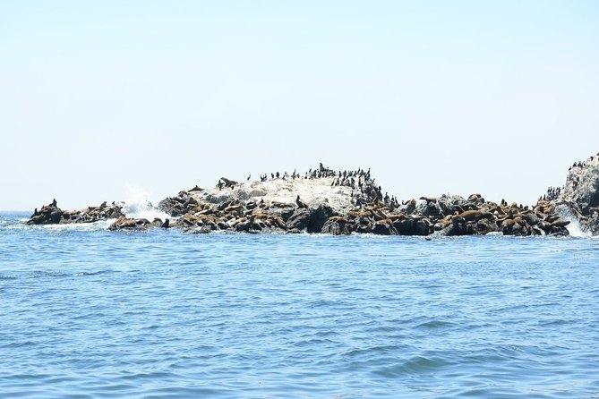Private Sailing Tour of Bodega Bay - Tour Accessibility and Participation