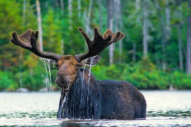 Private Sunset 4-Hour Grand Teton Wildlife Adventure - Highlights of the Wildlife Experience