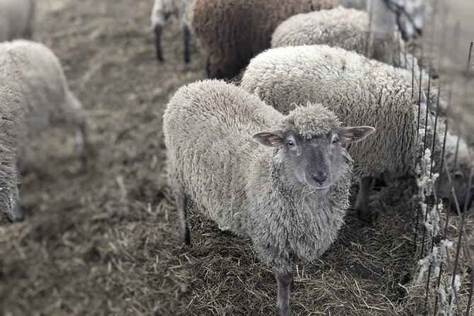 Private Tour Meet the Sheep of Aso and Pick Aso Strawberries - Meeting and Pickup