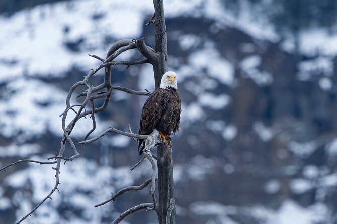 Private Wildlife Photography Tour In Yellowstone National Park - Transportation and Meeting Details