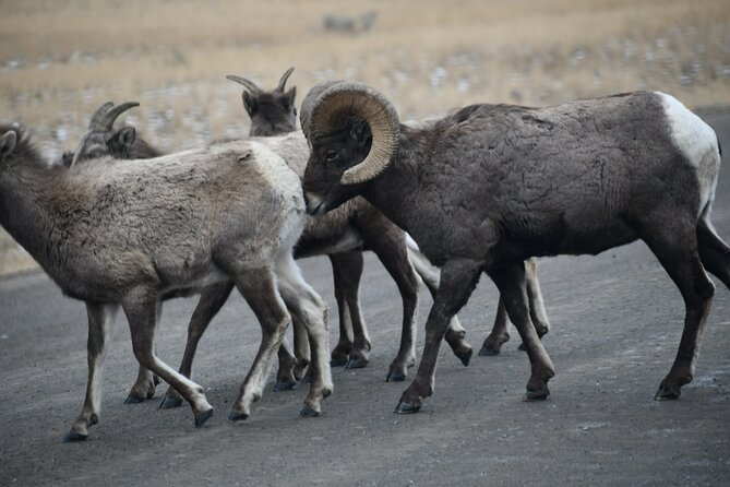 Private Yellowstone Park Van Tours From Bozeman - Meeting and Pickup Locations
