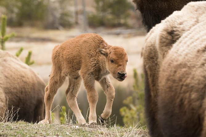 Private Yellowstone Wildlife Sightseeing Tour - Exploring Yellowstones Northern Loop Habitats