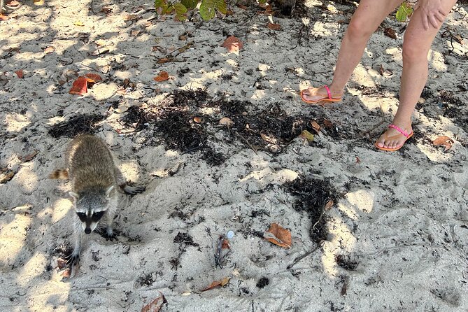 Raccoon Island Boat Tour - Indian Creek, Sanbar and Raccoons - Tour Inclusions and Amenities