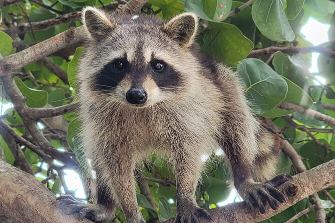 Raccoon Island Exploration on Sup/Kayak - Exploring Raccoon Island by Kayak or Stand-Up Paddleboard