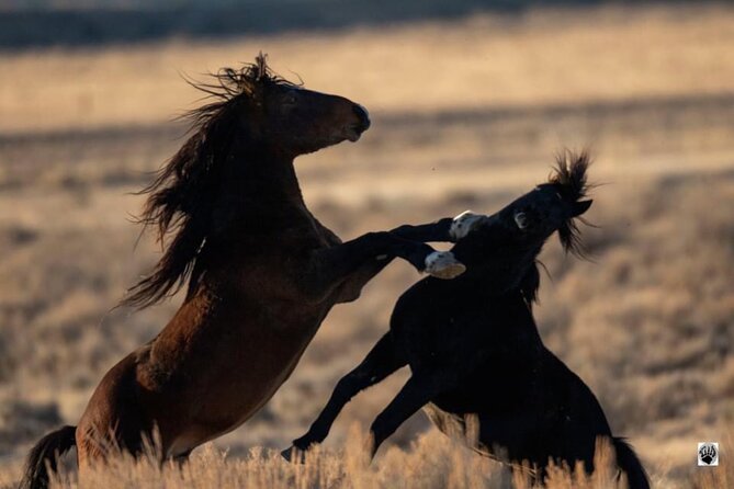 Red Canyon Small Group Wild Mustang Van Tours in Cody Wyoming - Unique Features of Small Group Tours