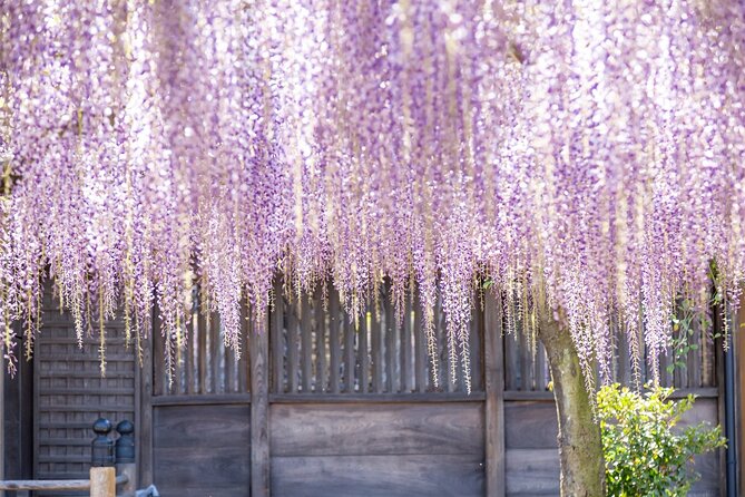 Scenic Tour of Kuroki and Nakayama Wisteria in Fukuoka YokaBus - Accessibility and Participation