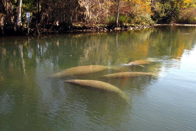 See Crystal River National Wildlife Refuge Sightseeing Cruise - Tour Details