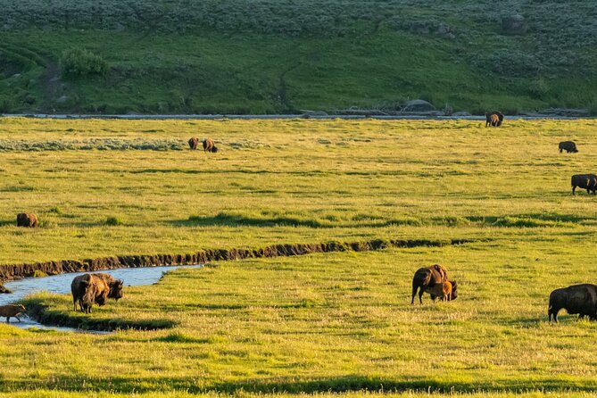 Self-Guided Audio Driving Tour in Yellowstone National Park - Accessibility and Requirements