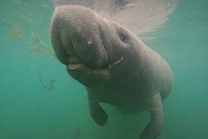 Semi-Private Manatee Swim Tour With Guide (Photos Included) - Meeting and Pickup