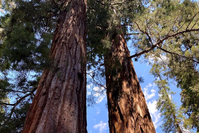 Semi Private Tour to Sequoia National Park With Lunch - Inclusions