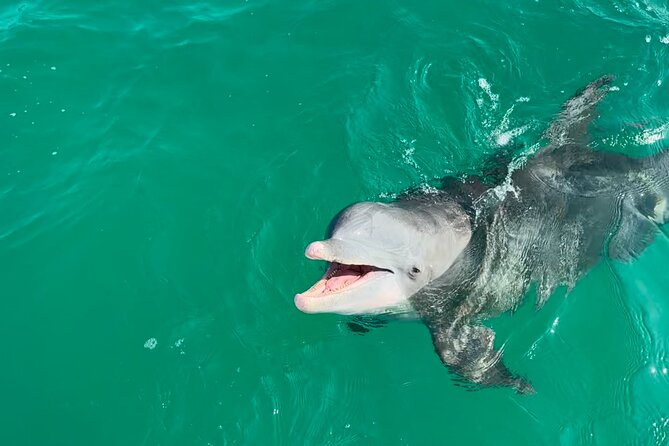 Shell Island Dolphin Sightseeing Boat Tour - Tour Experience