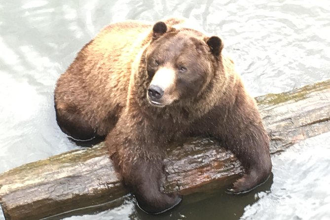 Simply Amazing Sitka Tour: Fortress of the Bear, Alaska Raptor, & Totems - Discovering the Alaskan Raptor Center