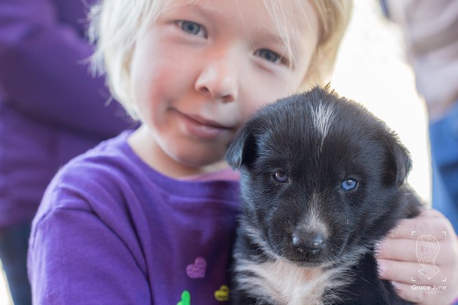 Sled Dog Adventure and Pan for Gold in the Yukon - Tour Details