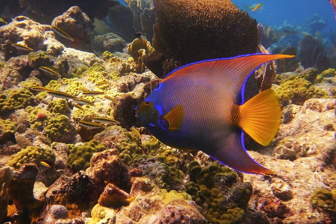 Small Group Key West Snorkel Adventure - Participant Guidelines and Accessibility