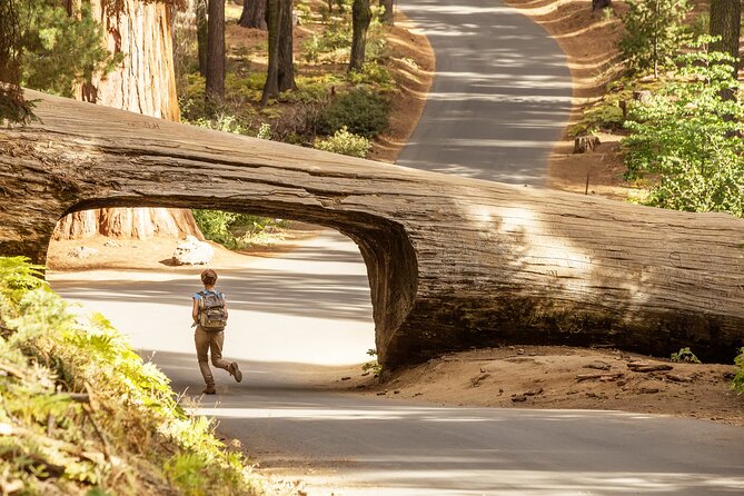 Small Group Sequoia Tour From Wuksachi Lodge With Lunch - Itinerary and Schedule
