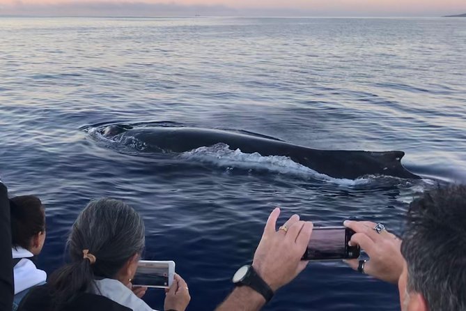 Small-Group Whale Watching Adventure - Tour Details