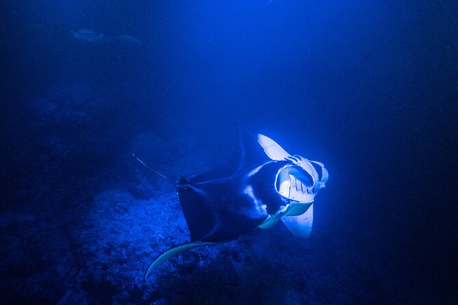 Snorkel With Giant Manta Rays In Kailua Kona - Safety Considerations and Accessibility