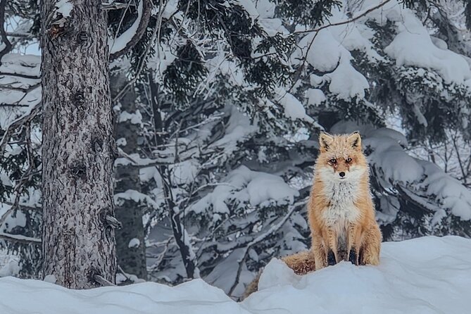 Snowshoe Adventures and Onsen Bliss Winter Escape in Furano - Onsen Rejuvenation: Soothing Body and Soul
