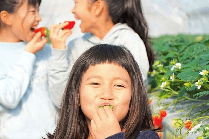 Strawberry Picking and Exploring Beautiful City of Tamba Sasayama - Strawberry Picking Adventure